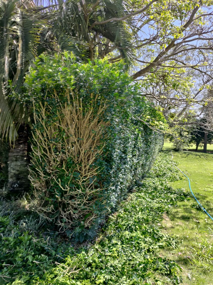 Poda de cerca viva e alinhamento de muro verde